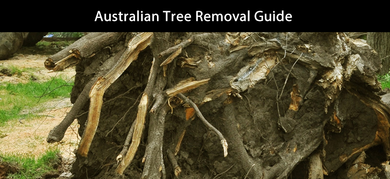 Australian Tree Removal Guide